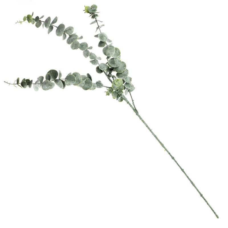 Eucalyptus tak groen
