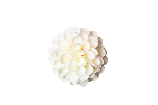 Dahlia - crème