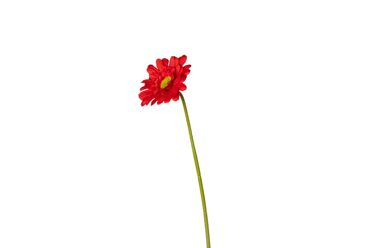 Gerbera - rood