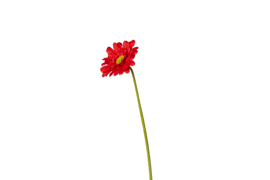Gerbera - rood