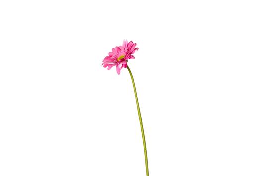 Gerbera - roze