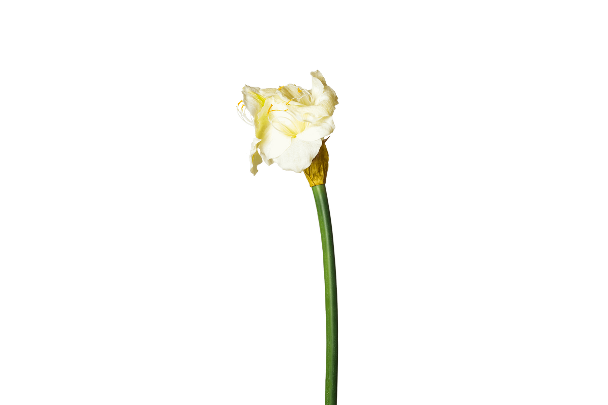 Kunstbloem Amaryllis XL - wit