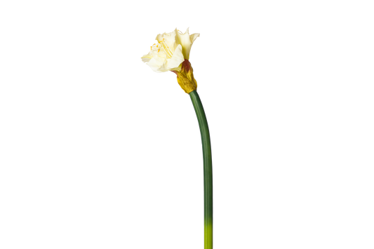 Grote Amaryllis - Wit
