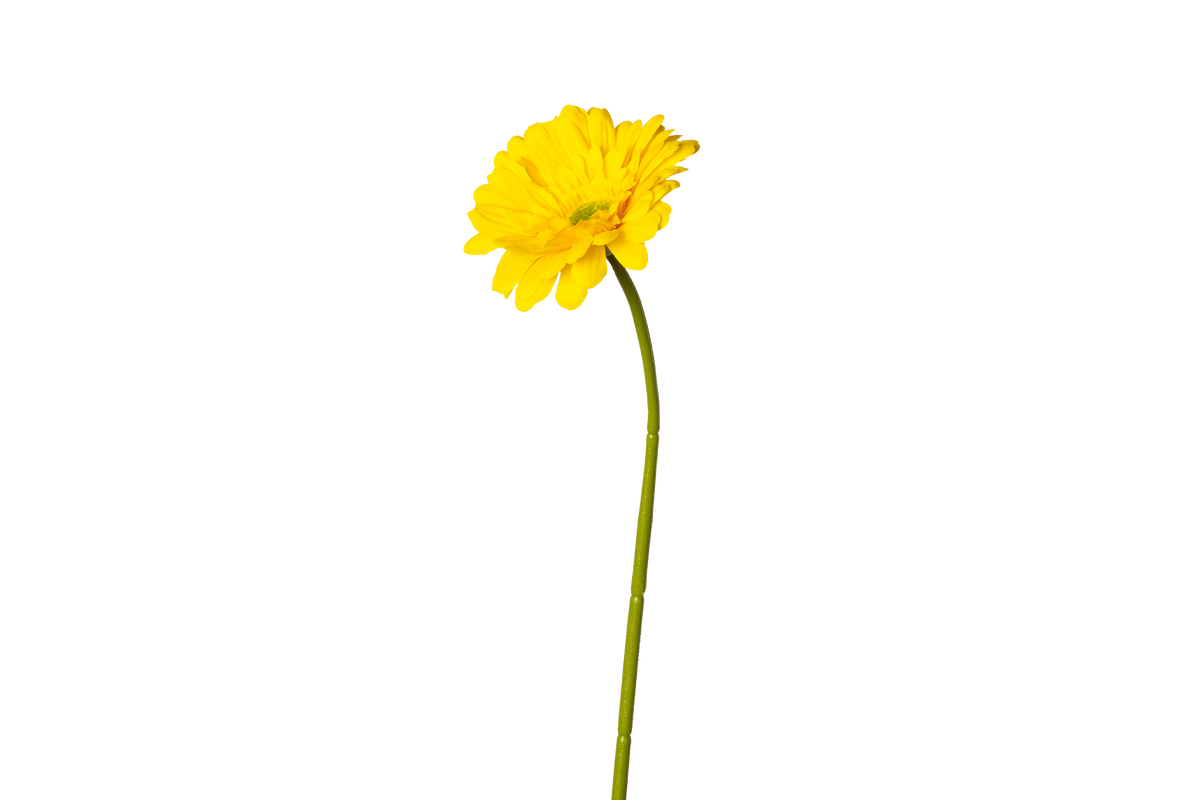 Gerbera - geel