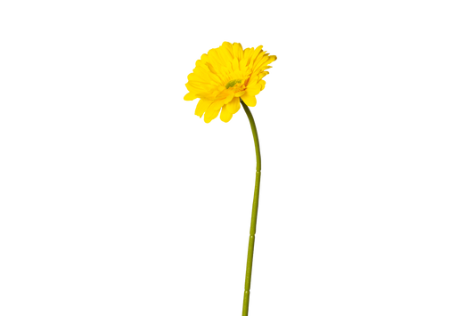 Gerbera - geel