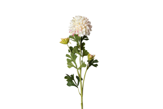 Dahlia - crème