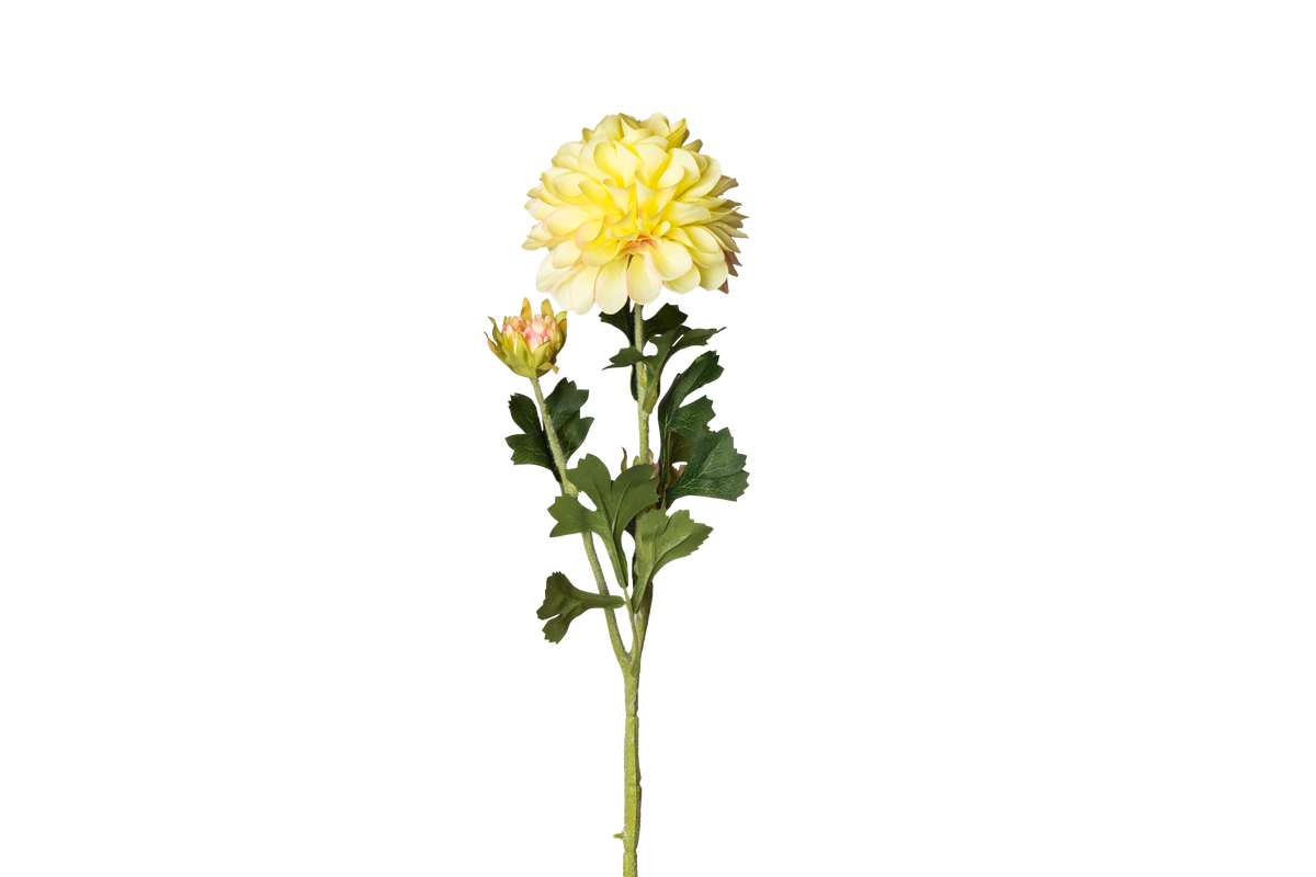 Dahlia geel