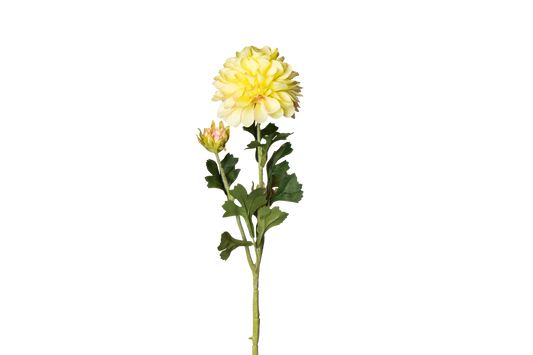 Dahlia geel