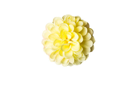 Dahlia geel