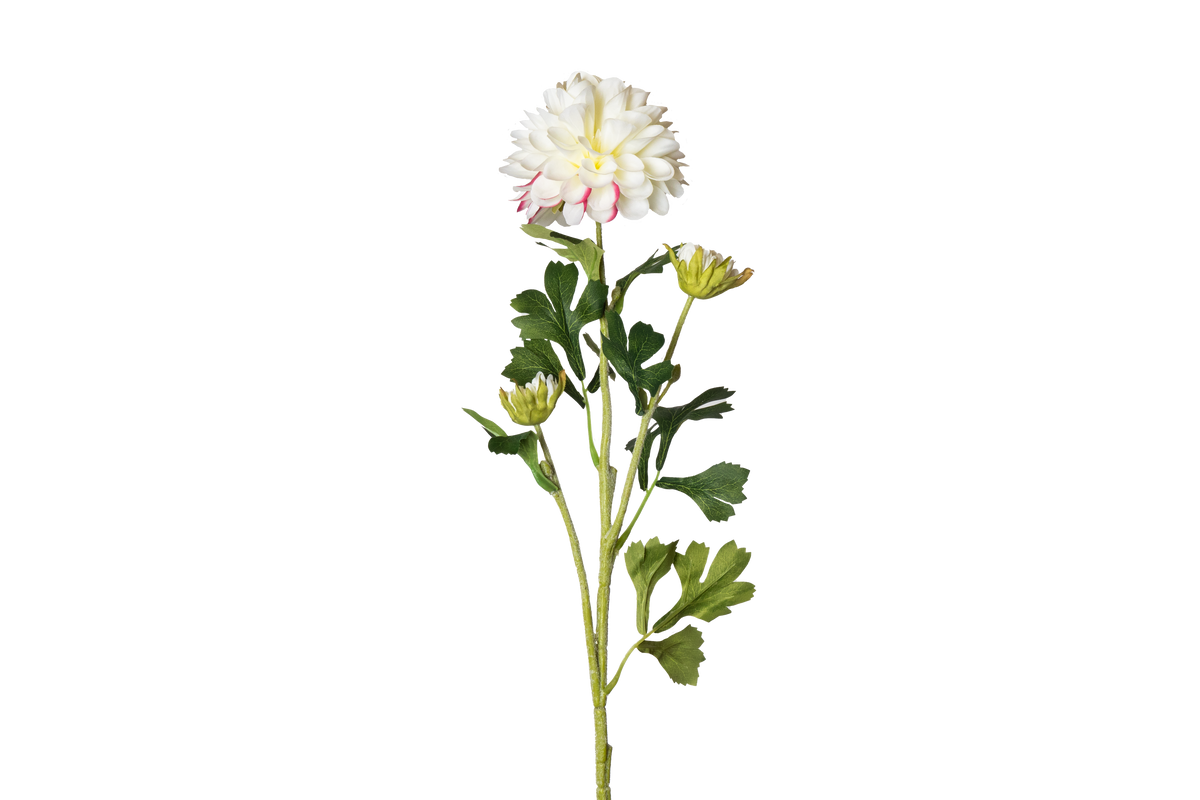 Dahlia - wit