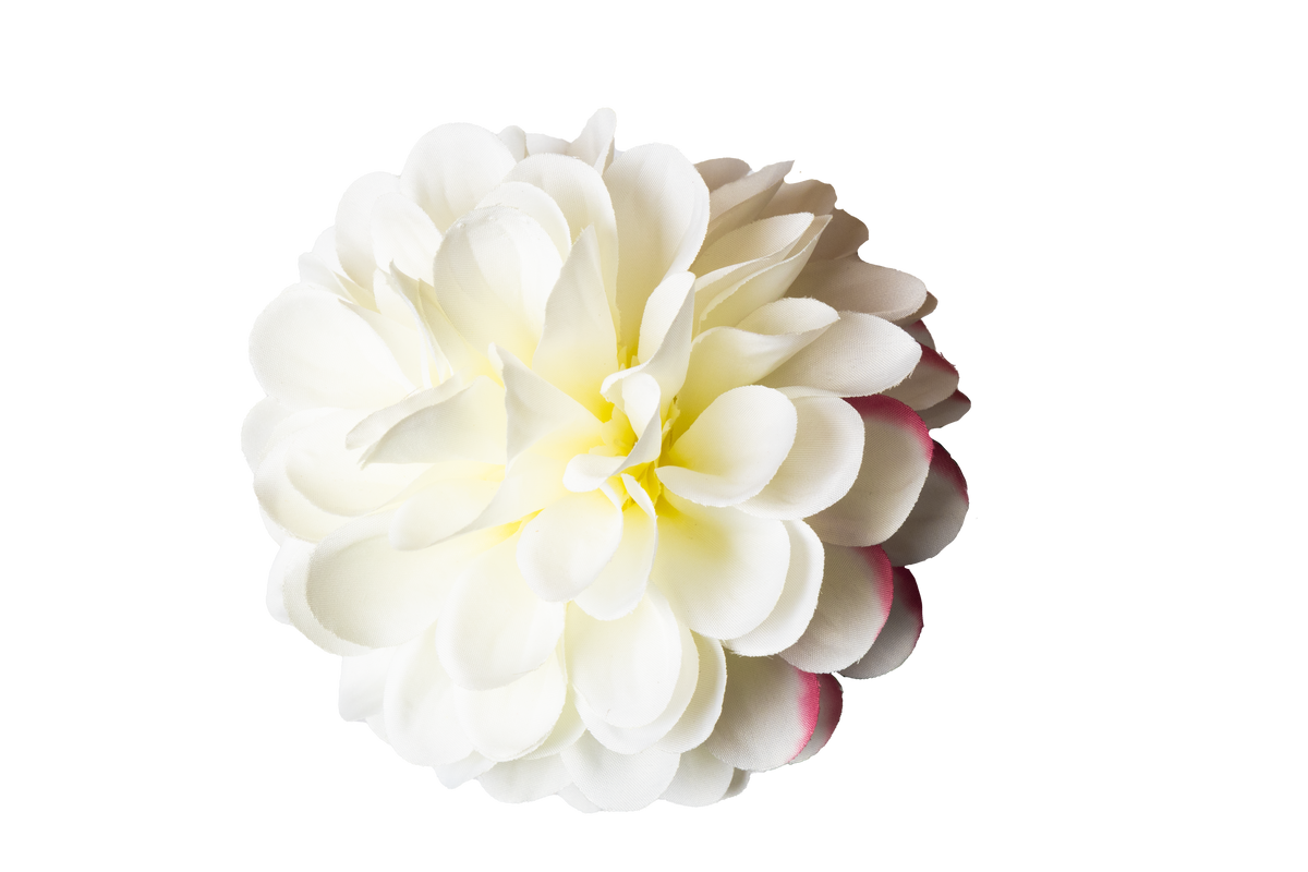 Dahlia - wit