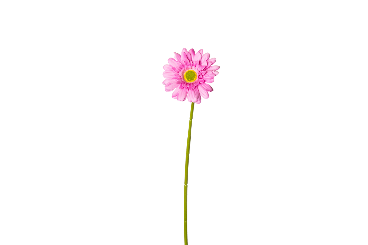 Gerbera - lichtpaars