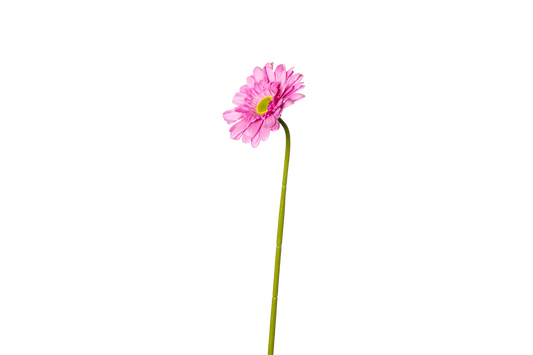 Gerbera - lichtpaars