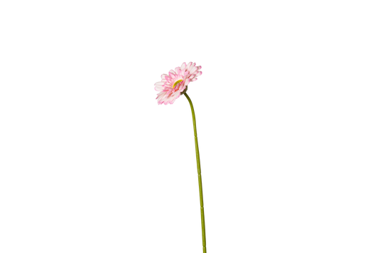 Gerbera - lichtroze