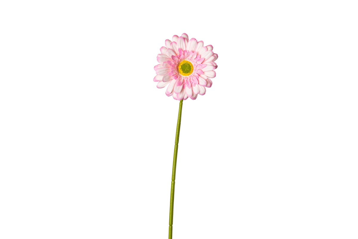 Gerbera - lichtroze