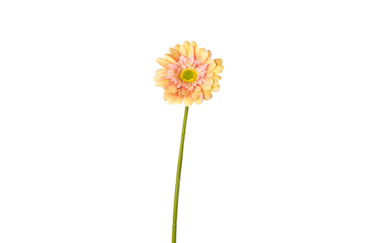 Gerbera - peach
