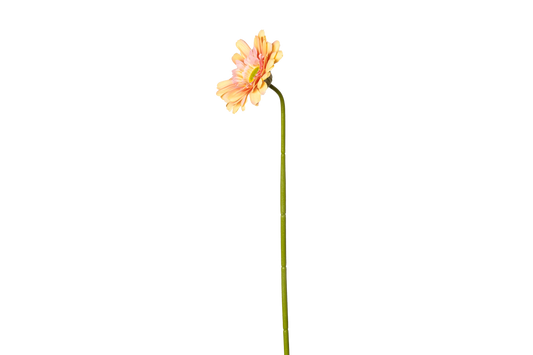 Gerbera - peach