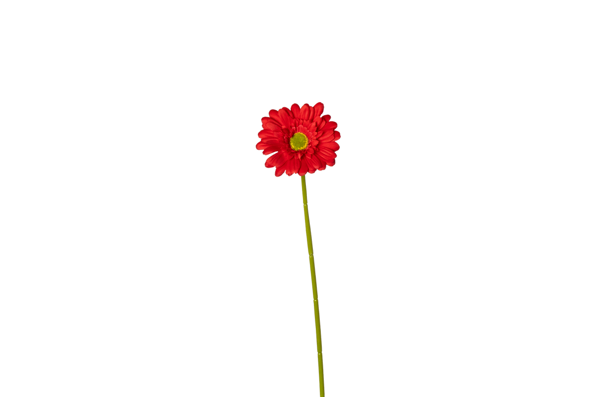 Gerbera - rood