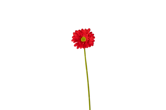 Gerbera - rood