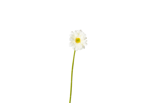 Gerbera - wit