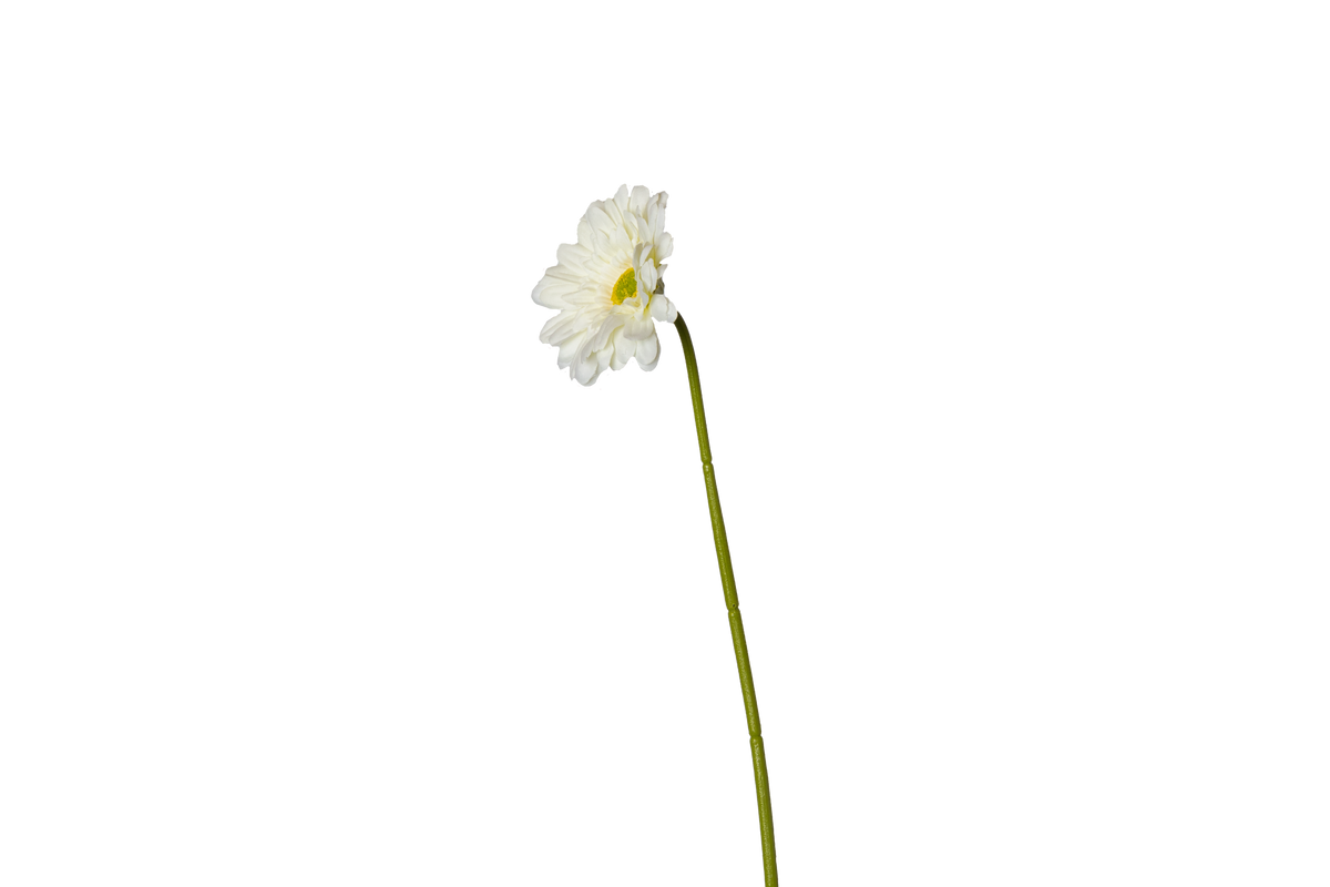 Gerbera - wit
