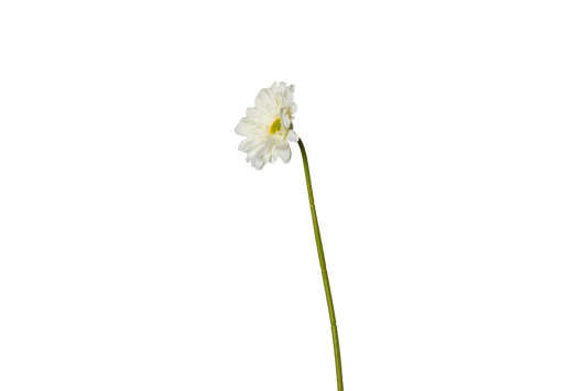 Gerbera - wit