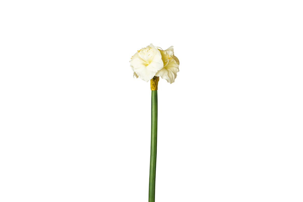 Kunstbloem Amaryllis XL - wit