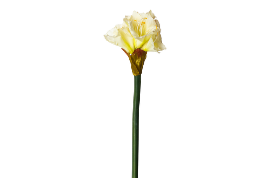 Grote Amaryllis - Wit