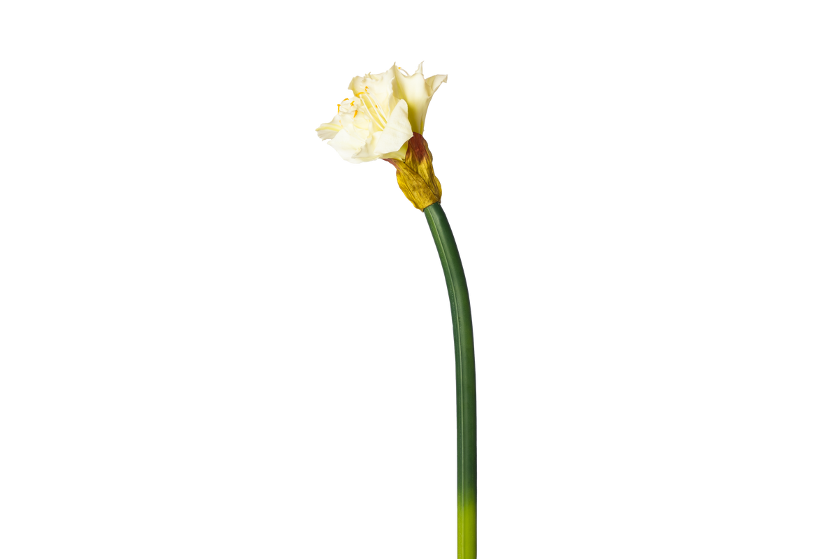 Grote Amaryllis - Wit