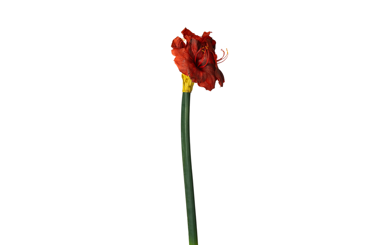 Grote Amaryllis - Rood