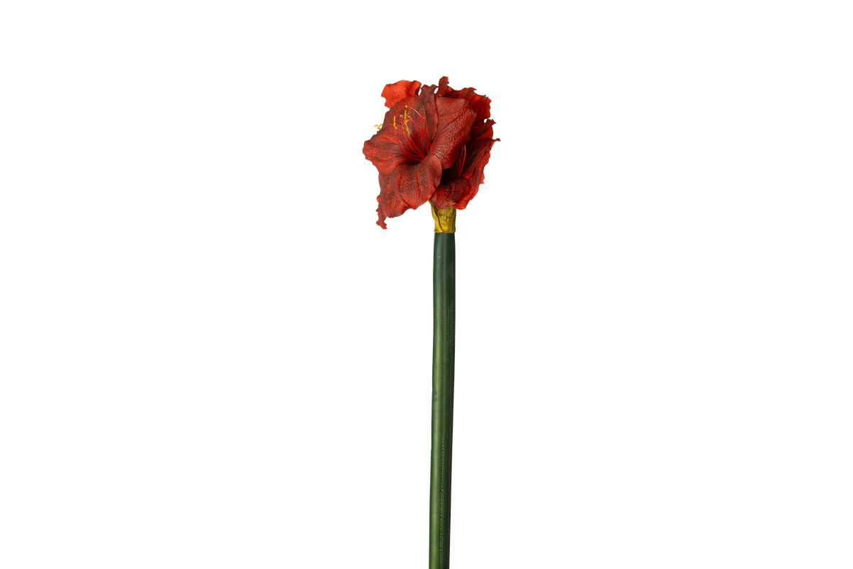 Grote Amaryllis - Rood
