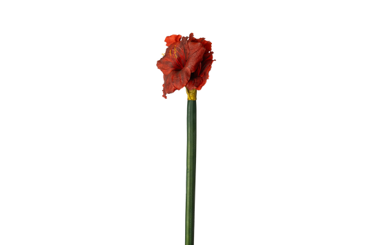 Grote Amaryllis - Rood
