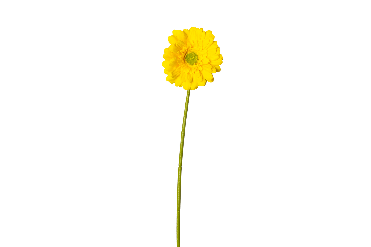 Gerbera - geel