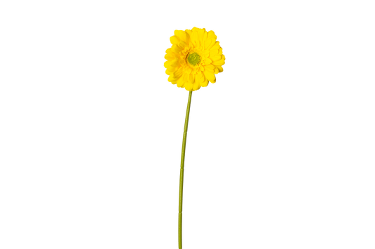Gerbera - geel
