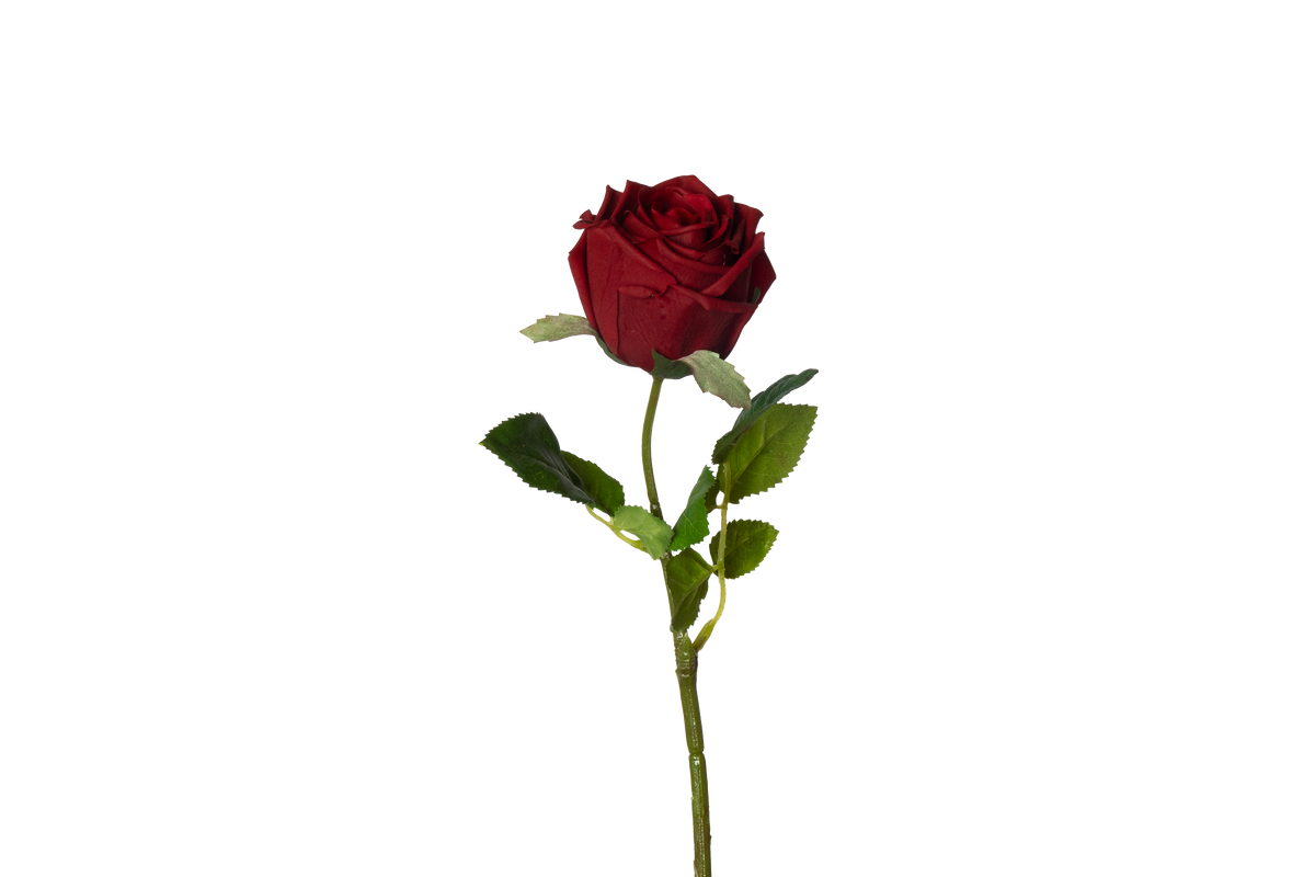Roos - rood
