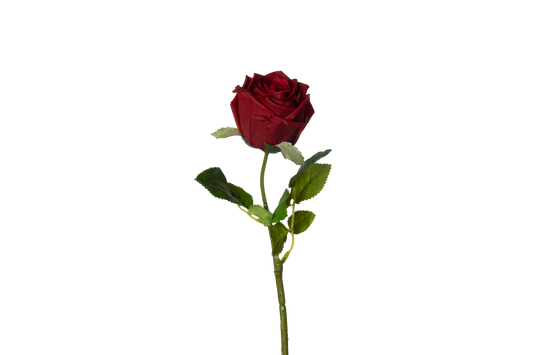 Roos - rood